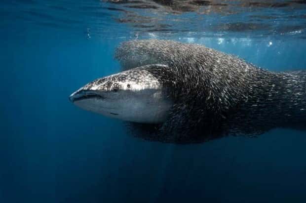 Awesome Pictures You Shouldn’t Miss #187 (20 photos)