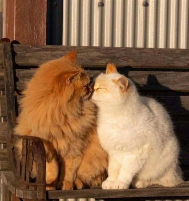 Awesome Pictures You Shouldn’t Miss #186 (24 photos)