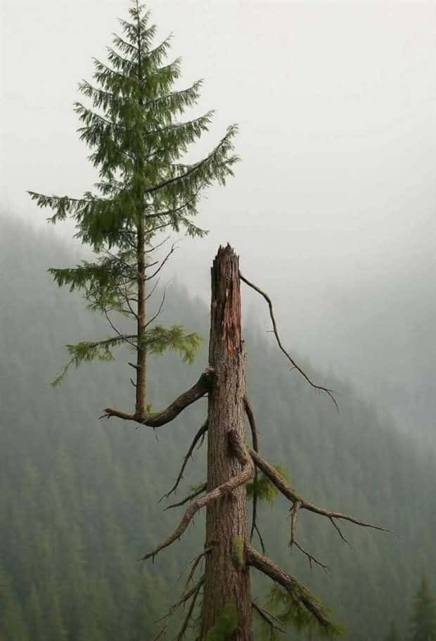 Awesome Pictures You Shouldn’t Miss #186 (24 photos)