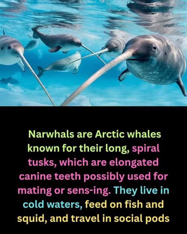 Cool and Interesting Facts #466 (23 photos)