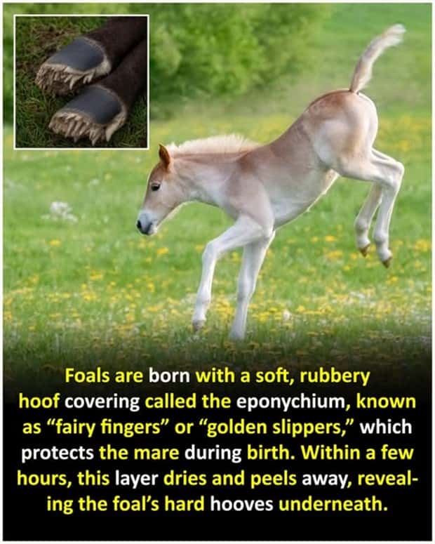 Cool and Interesting Facts #466 (23 photos)