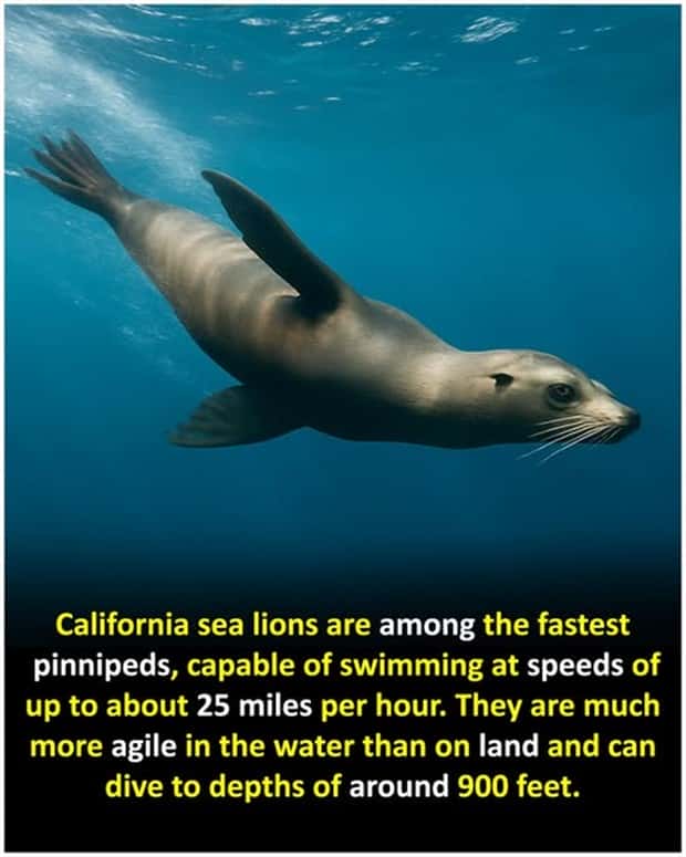 Cool and Interesting Facts #466 (23 photos)