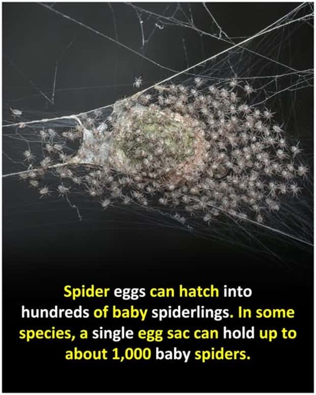 Cool and Interesting Facts #466 (23 photos)