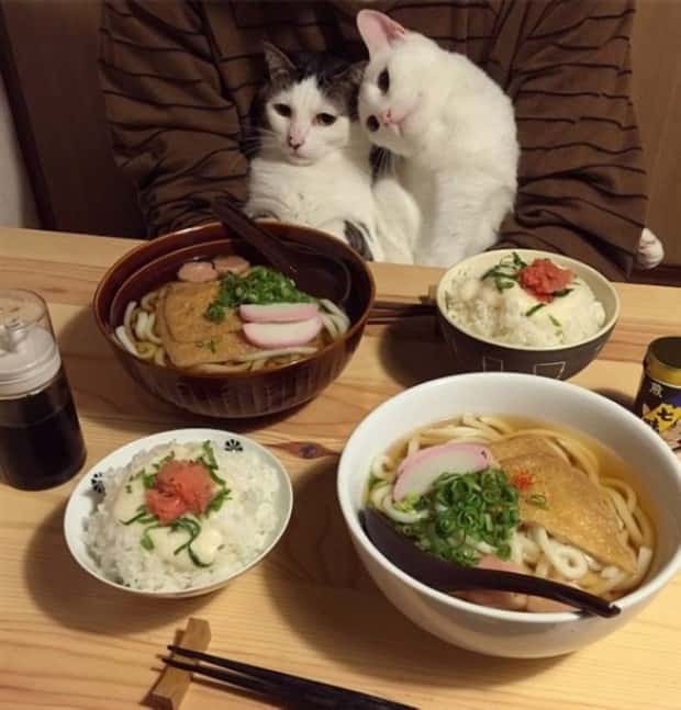 Get Ready for Funny Animals #420 (24 photos)