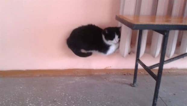 Get Ready for Funny Animals #422 (23 photos)