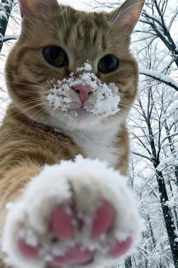 Get Ready for Funny Animals #423 (25 photos)