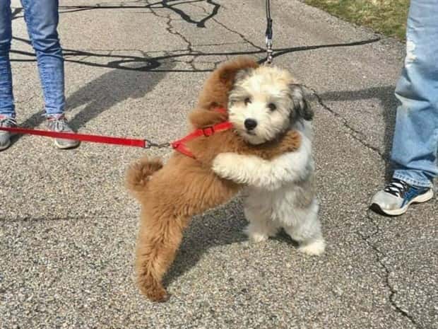 Get Ready for Funny Animals #419 (21 photos)