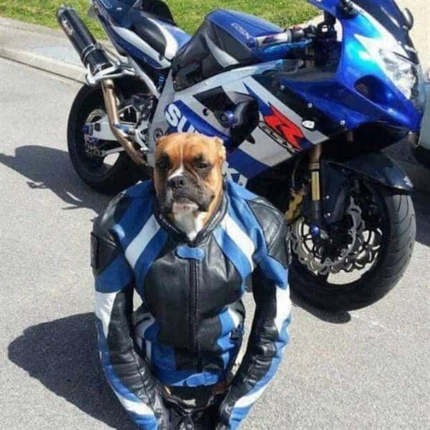 Get Ready for Funny Animals #419 (21 photos)