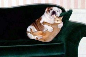 Get Ready for Funny Animals #423 (25 photos)