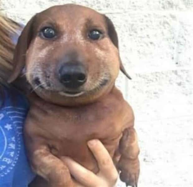 Get Ready for Funny Animals #419 (21 photos)