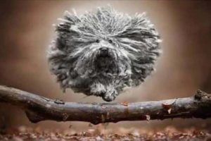 Get Ready for Funny Animals #421 (19 photos)