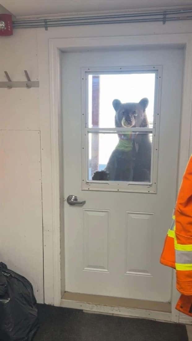 Get Ready for Funny Animals #423 (25 photos)