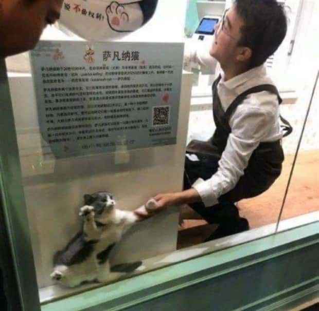 Get Ready for Funny Animals #423 (25 photos)