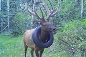 Get Ready for Funny Animals #420 (24 photos)