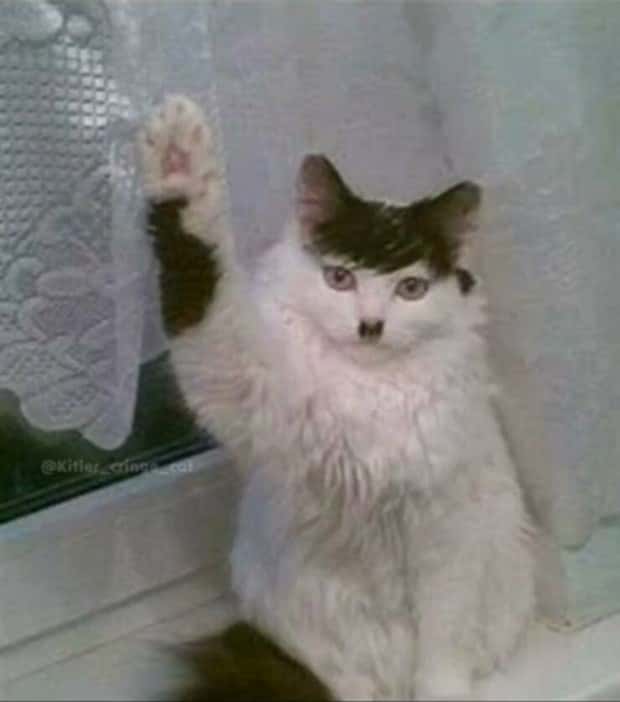 Get Ready for Funny Animals #419 (21 photos)