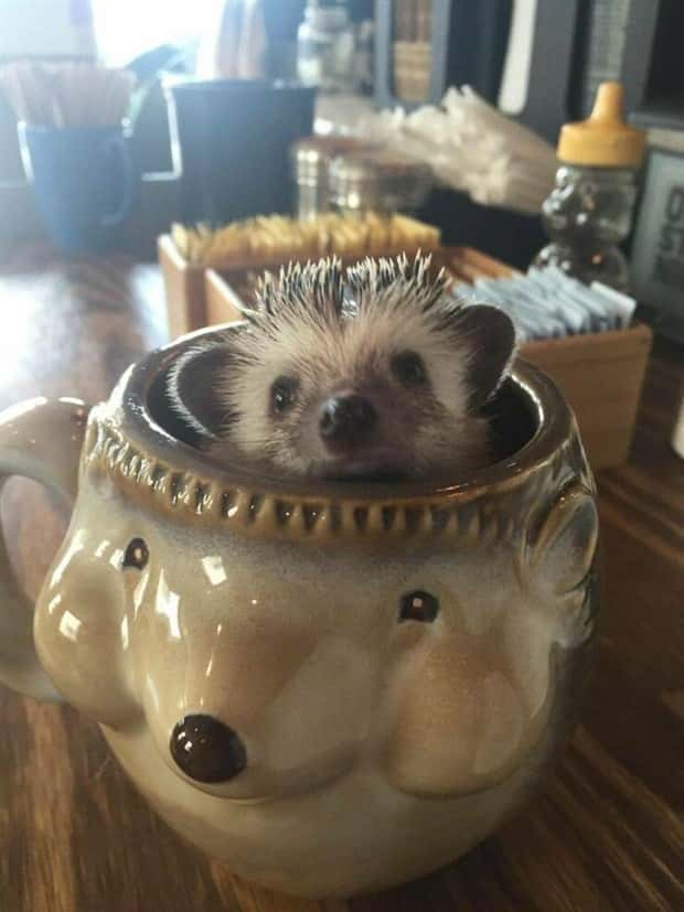 Get Ready for Funny Animals #420 (24 photos)