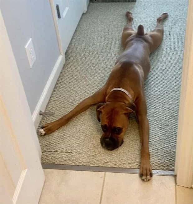 Get Ready for Funny Animals #423 (25 photos)