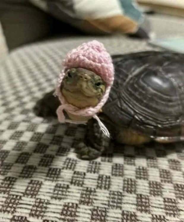 Get Ready for Funny Animals #419 (21 photos)