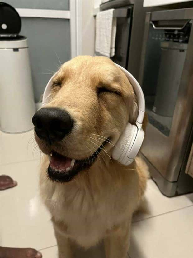 Get Ready for Funny Animals #419 (21 photos)