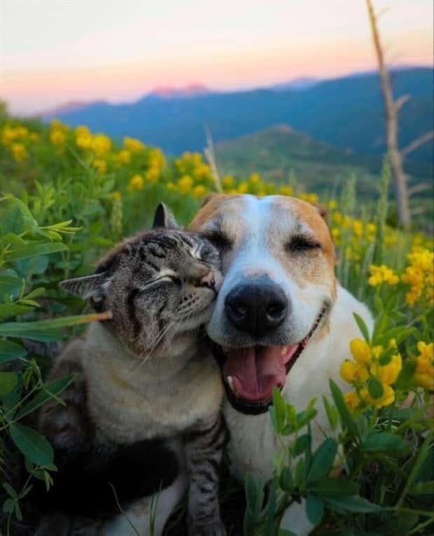 Get Ready for Funny Animals #420 (24 photos)