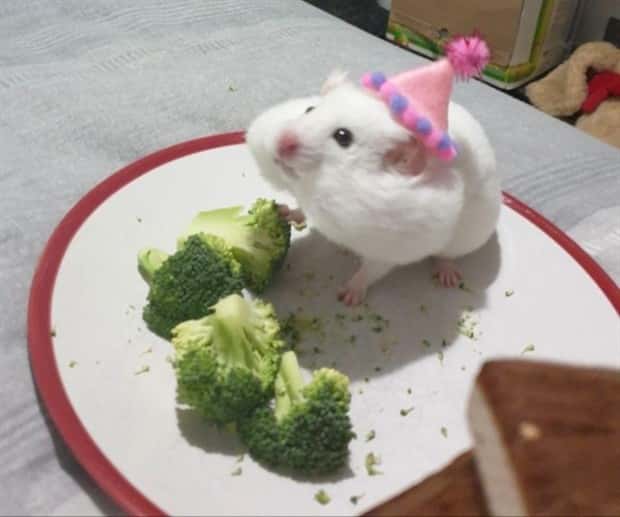 Get Ready for Funny Animals #419 (21 photos)