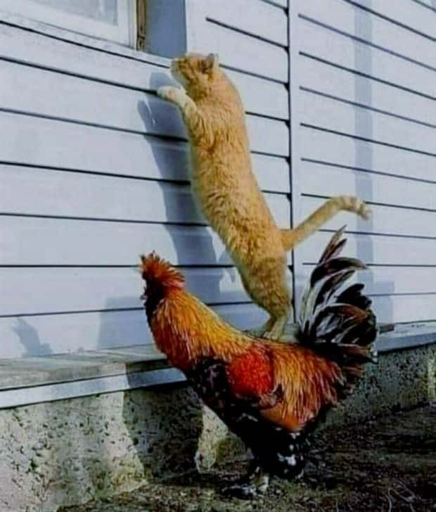 Get Ready for Funny Animals #420 (24 photos)