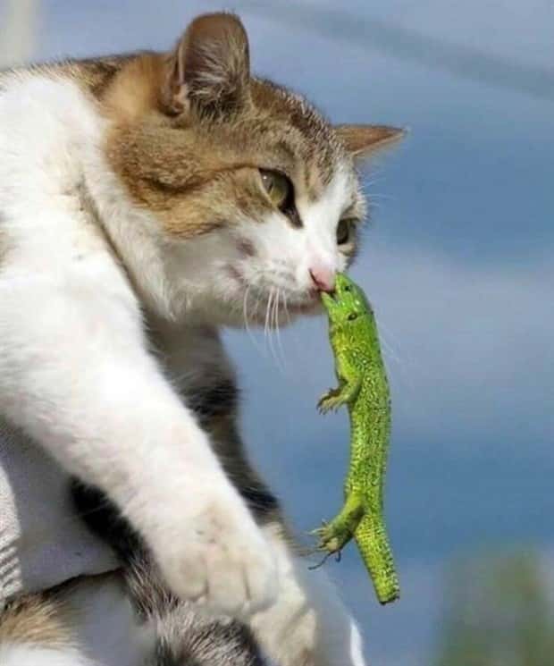 Get Ready for Funny Animals #423 (25 photos)