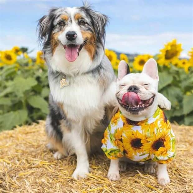 Get Ready for Funny Animals #419 (21 photos)