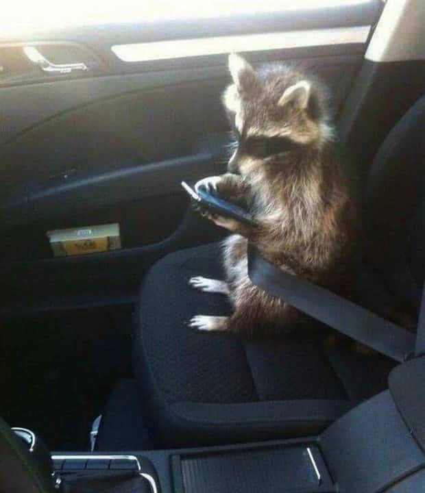 Get Ready for Funny Animals #423 (25 photos)