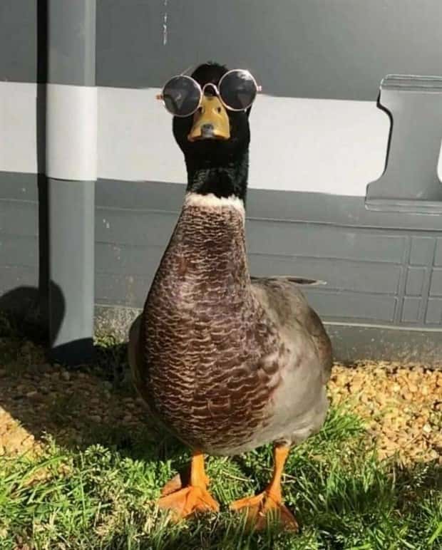 Get Ready for Funny Animals #419 (21 photos)