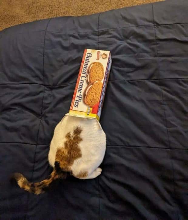 Get Ready for Funny Animals #423 (25 photos)