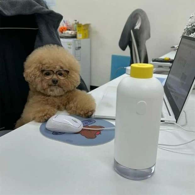 Get Ready for Funny Animals #420 (24 photos)