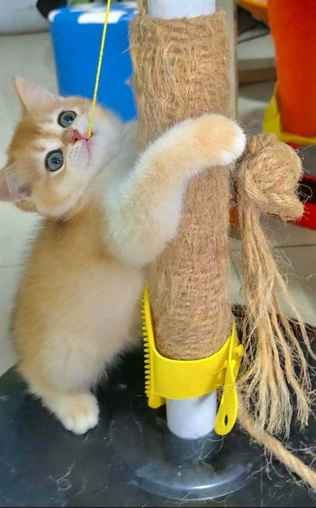 Get Ready for Funny Animals #420 (24 photos)