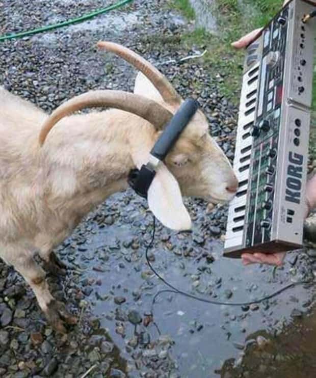 Get Ready for Funny Animals #423 (25 photos)