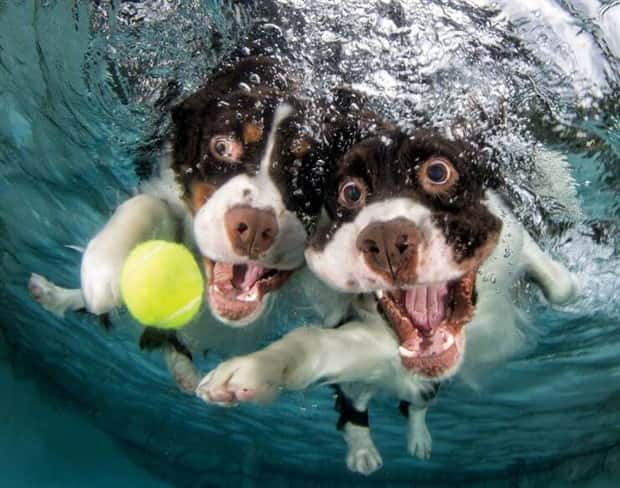 Get Ready for Funny Animals #420 (24 photos)