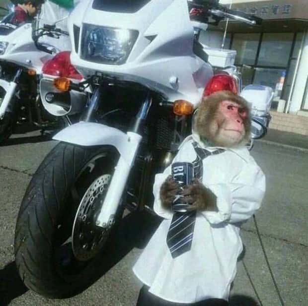 Get Ready for Funny Animals #423 (25 photos)