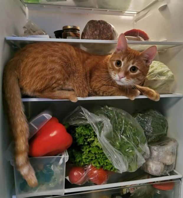 Get Ready for Funny Animals #423 (25 photos)