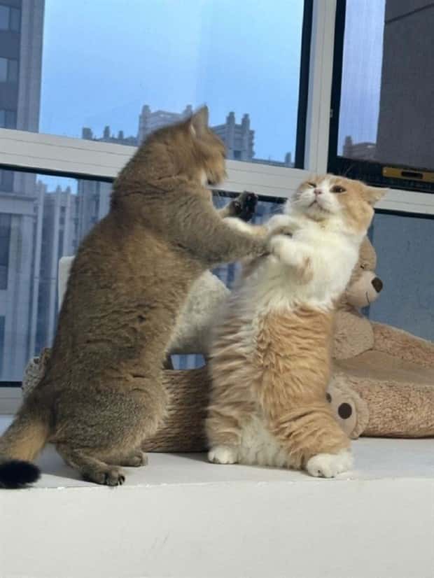 Get Ready for Funny Animals #419 (21 photos)