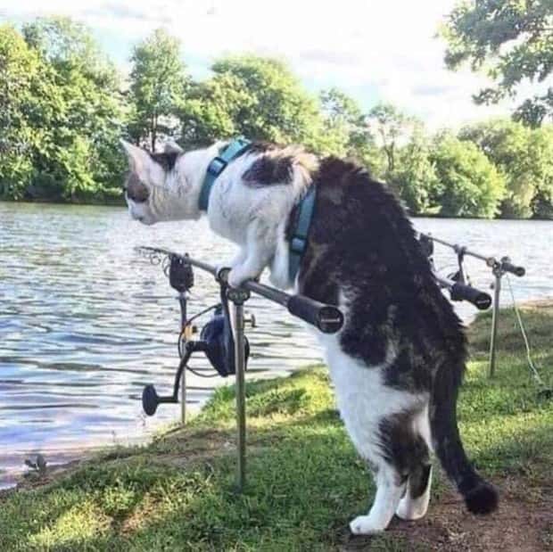 Get Ready for Funny Animals #420 (24 photos)