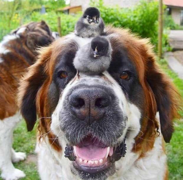 Get Ready for Funny Animals #423 (25 photos)