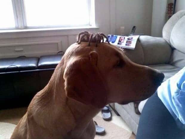 Get Ready for Funny Animals #419 (21 photos)