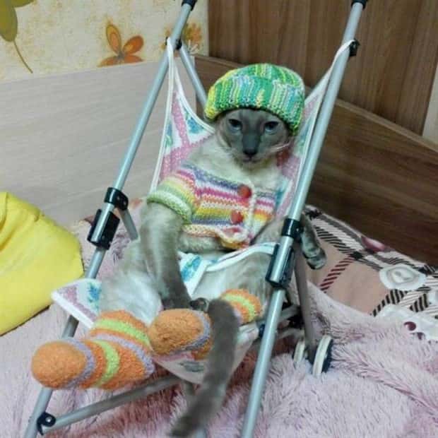 Get Ready for Funny Animals #423 (25 photos)