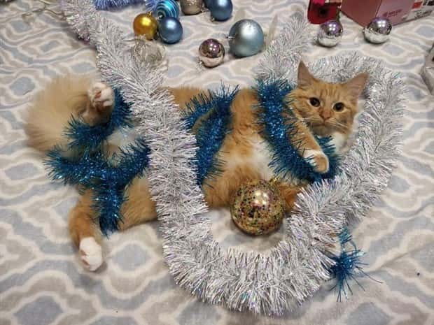 Get Ready for Funny Animals #419 (21 photos)