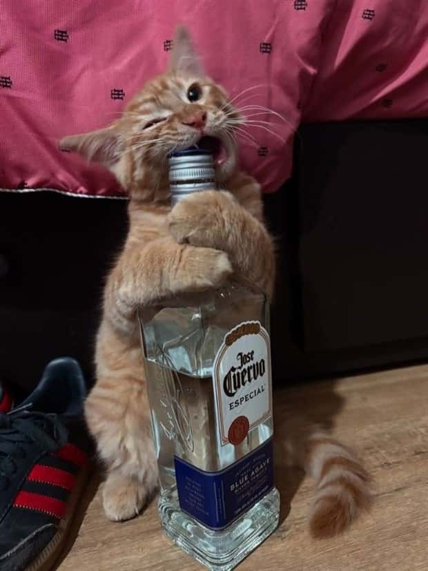 Get Ready for Funny Animals #423 (25 photos)