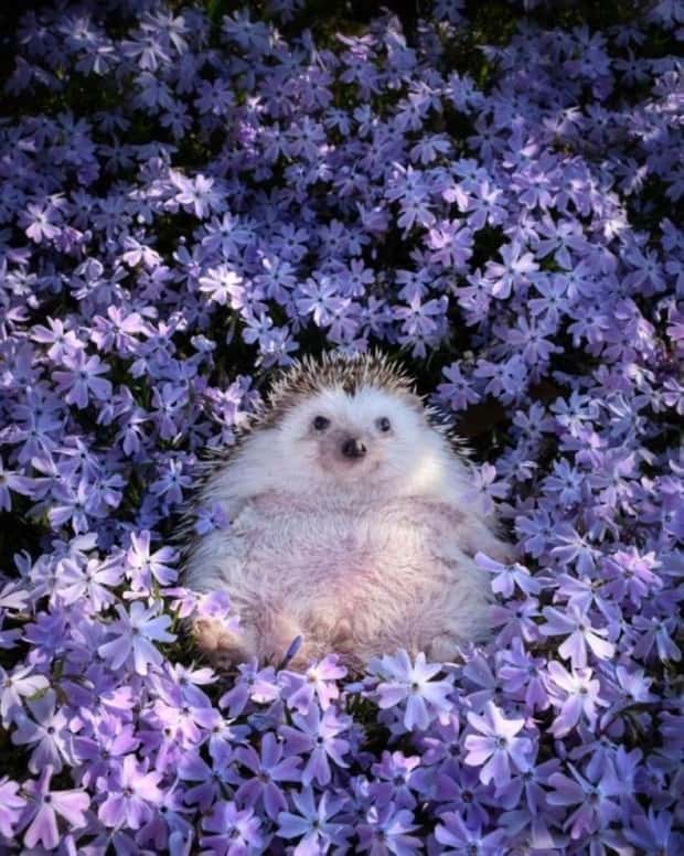 Get Ready for Funny Animals #419 (21 photos)