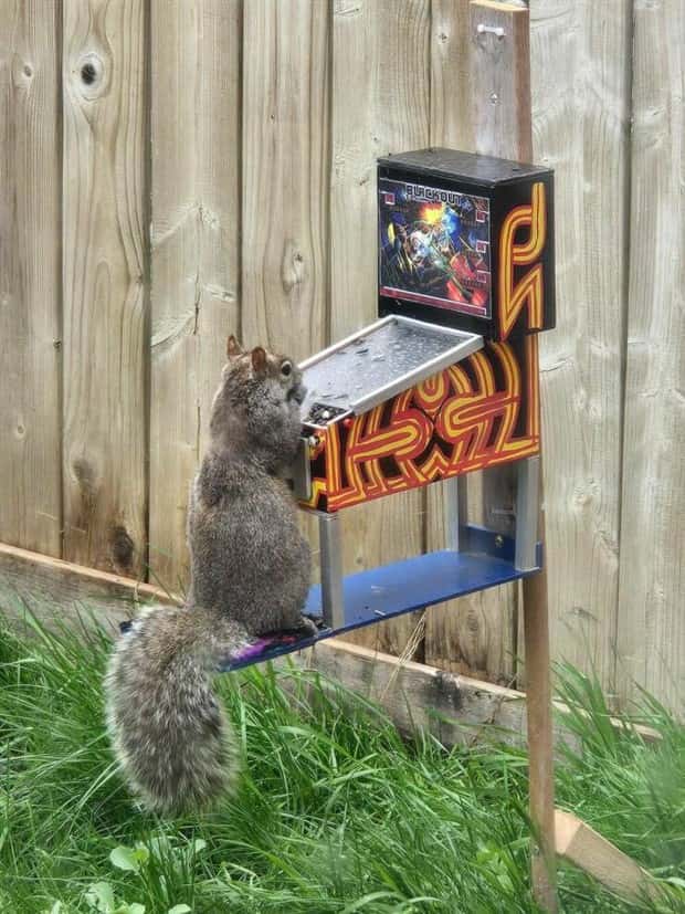 Get Ready for Funny Animals #420 (24 photos)