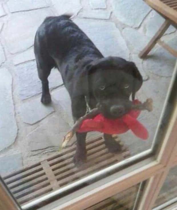 funny pets want to get in 1 Pets Pulling Every Trick For Entry (22 photos)