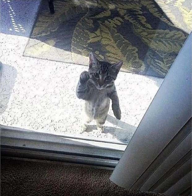 funny pets want to get in 13 Pets Pulling Every Trick For Entry (22 photos)