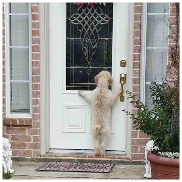 funny pets want to get in 19 Pets Pulling Every Trick For Entry (22 photos)
