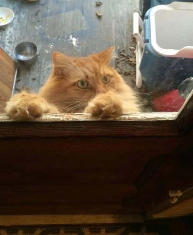 funny pets want to get in 20 Pets Pulling Every Trick For Entry (22 photos)